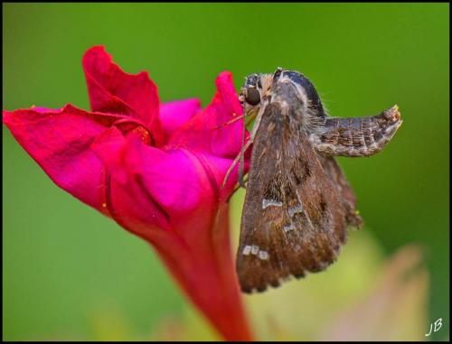 Réf. 190 387 : Carcharodus alceae